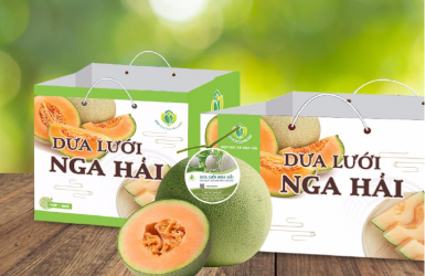 Dưa lưới Nga Hải - Vườn dưa lưới đạt chuẩn VietGAP đầu tiên ở Hà Tĩnh